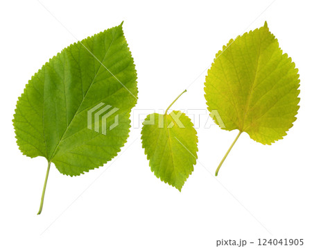 Three mulberry leaves isolated on white.  Vibrant green and yellow hues showcase the leafs texture and shape, perfect for nature, botany, or health  wellness designs. 124041905