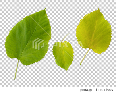 Three mulberry leaves isolated on white.  Vibrant green and yellow hues showcase the leafs texture and shape, perfect for nature, botany, or health  wellness designs. 124041905