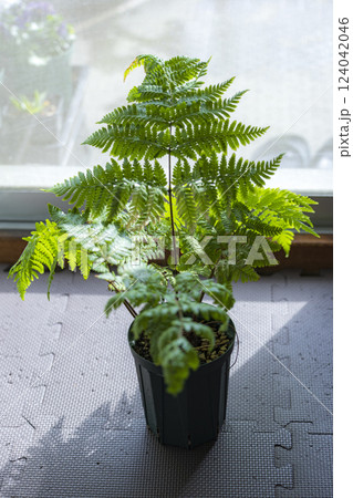 綺麗なシダ植物　キンモウコウ　タカワラビ 124042046