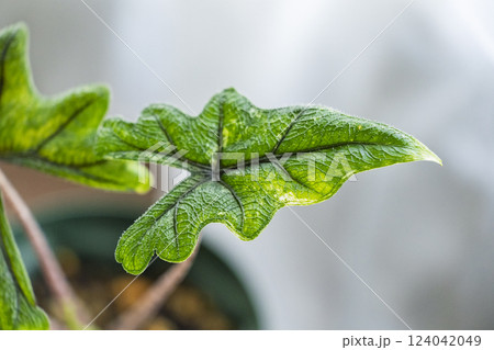 観葉植物 アロカシア ジャクリン 斑入り 観葉植物 アロカシア ジャクリン 斑入り 124042049