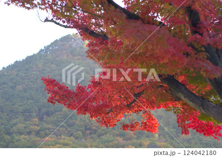 紅葉したモミジ 紅葉したモミジ 124042180