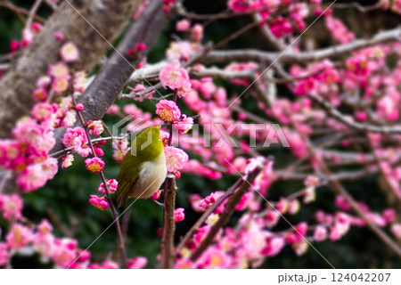 梅の花の蜜を吸うメジロ 124042207