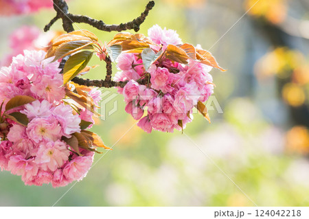 branch of pink sakura in blossom. romantic season. nature background in spring. europe city outdoor 124042218