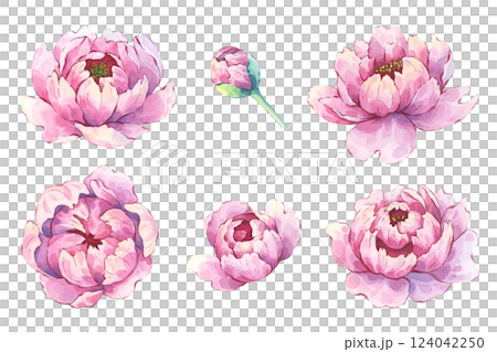Peony flowers and buds watercolor set 124042250