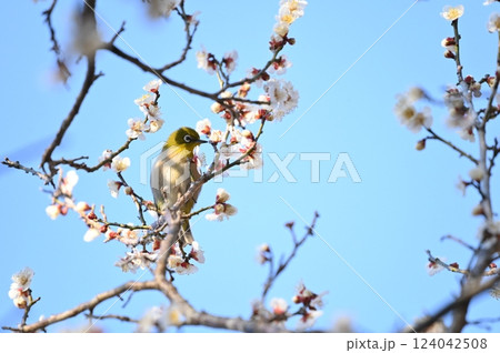 梅の木に止まるメジロ 124042508