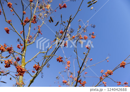 ripe red rowan berries after leaf fall against a blue sky background 124042688