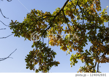 the yellowing foliage of an oak tree growing in a field 124042691