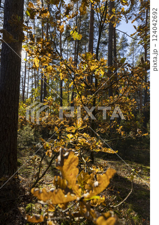 deciduous trees during the autumn fall in a mixed forest 124042692