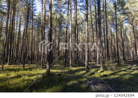 autumn mixed forest with different types of trees and shrubs with moss in the autumn season autumn mixed forest with different types of trees and shrubs with moss in the autumn season 124042694