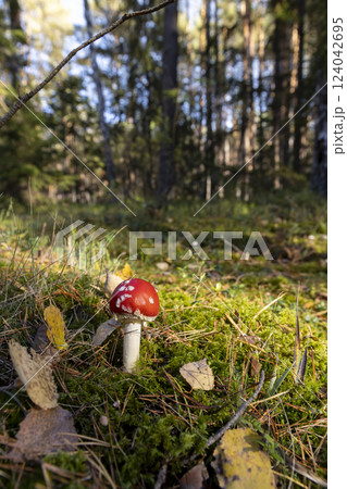 dangerous to life and health red fly agaric in the wild forest in moss and green grass dangerous to life and health red fly agaric in the wild forest in moss and green grass 124042695