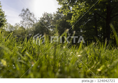 beautiful fresh grass in bright sunlight 124042721