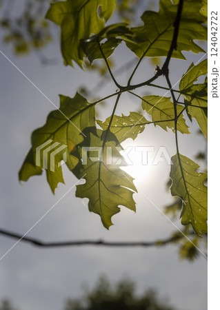 green new oak foliage in sunny weather 124042722