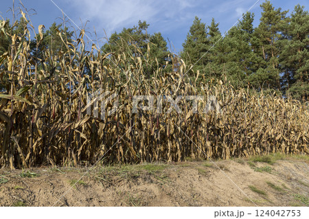 dry orange and yellow corn in the field in autumn dry orange and yellow corn in the field in autumn 124042753