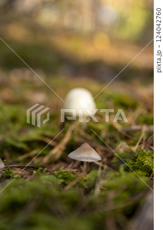 poisonous mushrooms growing in the wild in sunny autumn weather poisonous mushrooms growing in the wild in sunny autumn weather 124042760