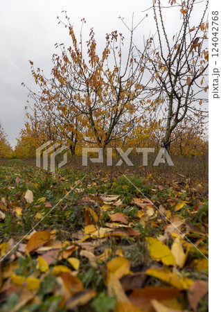 beautiful cherry trees in the orchard in the autumn season beautiful cherry trees in the orchard in the autumn season 124042768
