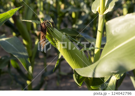 beautiful corn flowers in the summer in sunny weather beautiful corn flowers in the summer in sunny weather 124042796