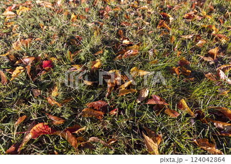 the foliage of trees on the ground after leaf fall in sunny weather the foliage of trees on the ground after leaf fall in sunny weather 124042864