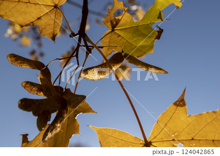 foliage of trees on the ground after leaf fall 124042865