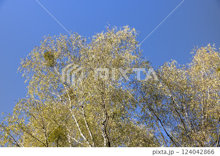 fallen leaves from trees in sunny autumn weather 124042866