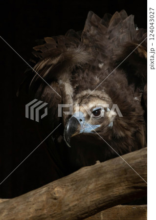 The cinereous vulture (Aegypius monachus) also known as the black vulture The cinereous vulture (Aegypius monachus) also known as the black vulture 124043027