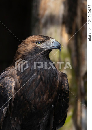 Big Bird Eastern imperial eagle (Aquila heliaca) 124043028