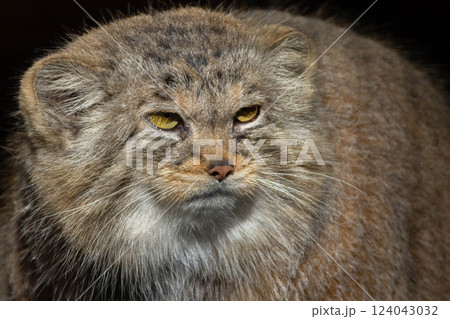 portrait of beautiful cat, Pallas's cat 124043032