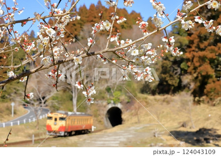 小湊鐵道「山間部に咲く梅の花」トンネルから出て来た列車背景に 小湊鐵道「山間部に咲く梅の花」トンネルから出て来た列車背景に 124043109