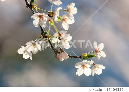 春の光を浴びる桜 124043364