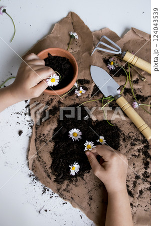 Child planting daisies in soil with gardening tools on brown paper 124043539