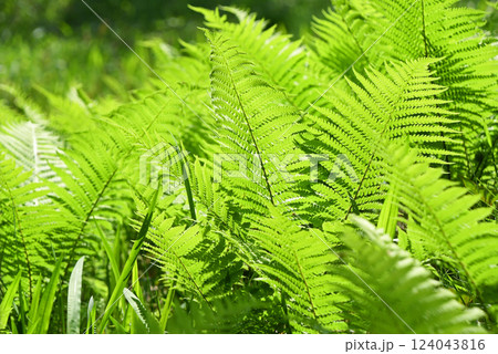 シダ植物 124043816