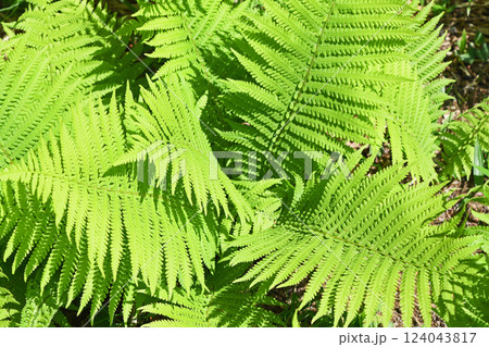 シダ植物 124043817