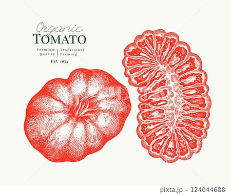 Hand Drawn Tomato Illustration. Retro Vegetable Vector Isolated Image. Old School Farm Food. 124044688