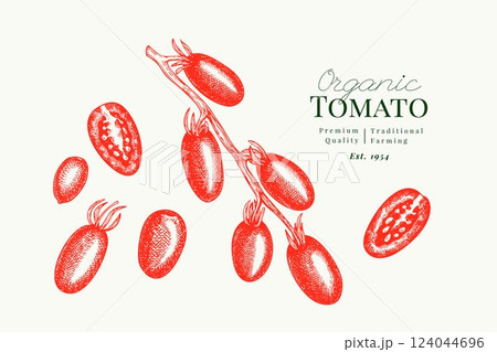 Hand Drawn Tomato Illustration. Retro Vegetable Vector Isolated Image. Old School Farm Food. Hand Drawn Tomato Illustration. Retro Vegetable Vector Isolated Image. Old School Farm Food. 124044696