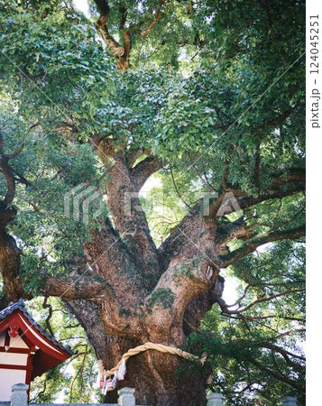 善通寺の新緑に覆われた境内 善通寺の新緑に覆われた境内 124045251