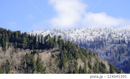 Snow covered mountains, forests and trees. Pine, cedar, hornbeam forests. A nature view from the untouched mountains and forests. 124045305