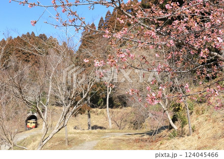 小湊鐵道「山間部に河津桜が開花する頃」列車背景に 124045466