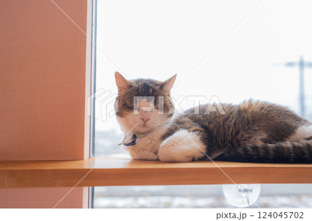 窓際で寝ている猫 窓際で寝ている猫 124045702