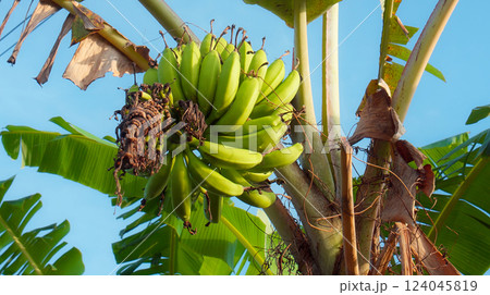 Many banana fruits grow on a banana tree with green leaves in a tropical fore 124045819