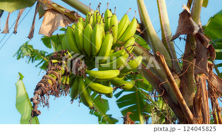 Many banana fruits grow on a banana tree with green leaves in a tropical fore Many banana fruits grow on a banana tree with green leaves in a tropical fore 124045825