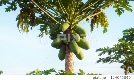 Many papaya fruits grow on a tree with green leaves in a tropical forest 124045840
