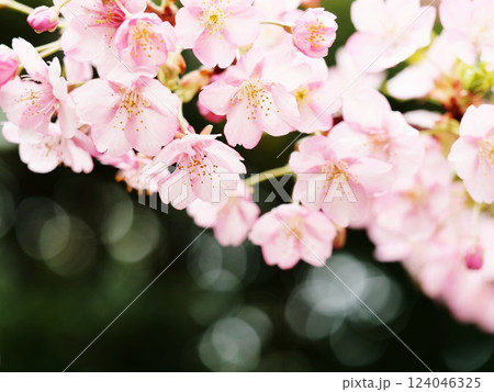 雨に濡れた桜 124046325
