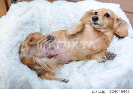 犬の帝王切開の傷 抜糸 犬の帝王切開の傷 抜糸 124046442