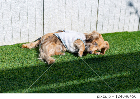 庭で遊ぶ成犬　カニンヘンダックスフンド 124046450
