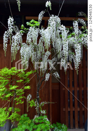 格子戸に白い藤の花 格子戸に白い藤の花 124046530