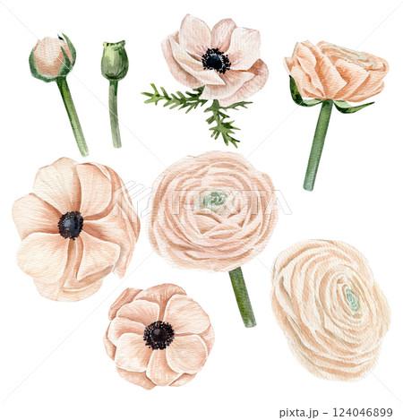Hand drawn watercolor set of peachy pink anemone in various buds and ranunculus in buds and flowers 124046899
