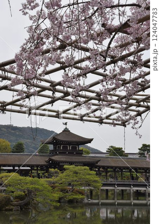 日本文化の祖神さま平安神宮 桜咲く頃 日本文化の祖神さま平安神宮 桜咲く頃 124047783