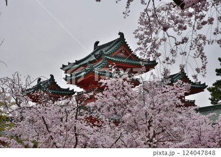 日本文化の祖神さま平安神宮 桜咲く頃 日本文化の祖神さま平安神宮 桜咲く頃 124047848