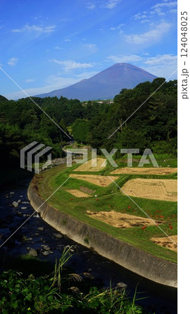 富士山をバックに棚田にヒガンバナが咲く風景　9月富士山1799竹之下の棚田 H4.3 124048025