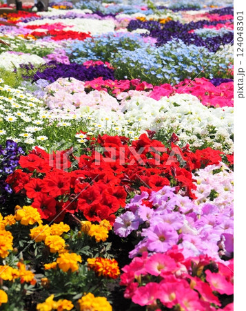 春に咲く色とりどりの花たち 124048301