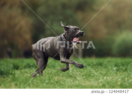 Running on the grass. Portrait of dog with short black fur that is having a walk outdoors at summertime Running on the grass. Portrait of dog with short black fur that is having a walk outdoors at summertime 124048417